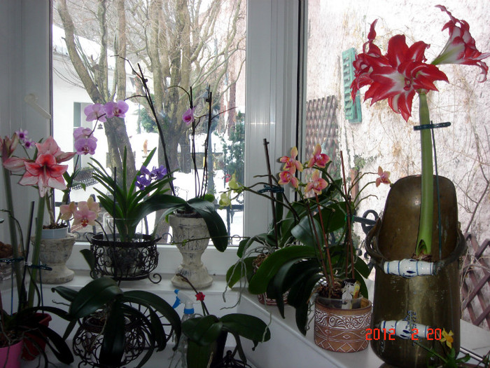 DSC02258 - Februarie 2012
