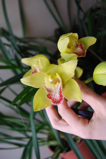 DSC_0002 - Cymbidium 2011