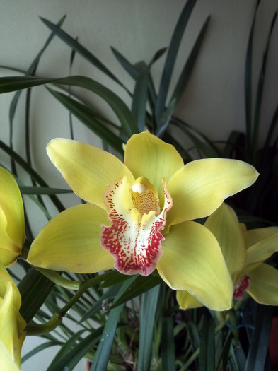 IMG076 - Cymbidium 2011