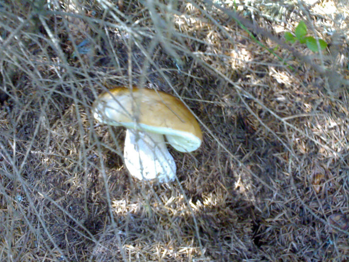 220720091400 - Ciuperci - Bureti