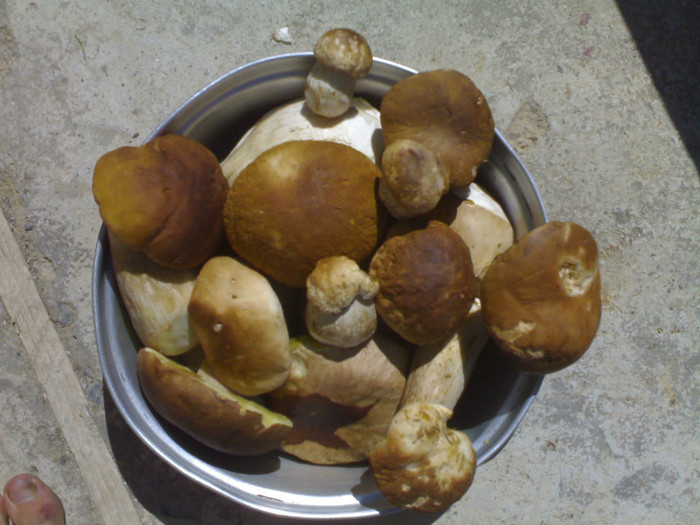 220720091405; catva hribi culesi in 2 ore cam ;)
