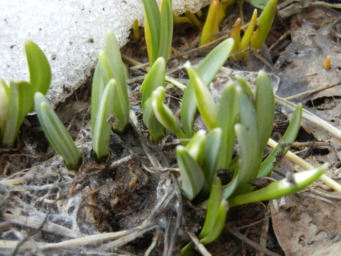 Snowdrops (2012, March 08)