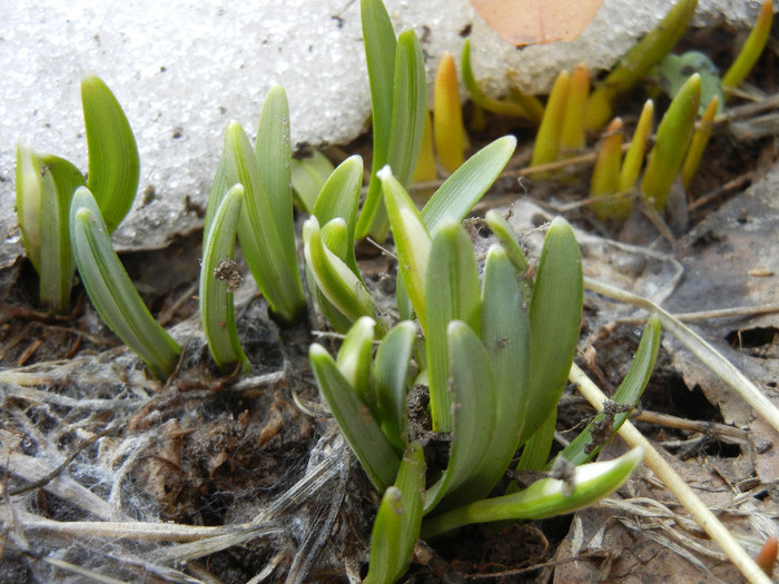 Snowdrops (2012, March 08)