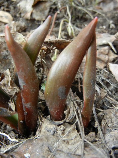 Tulips_Lalele (2012, March 08)
