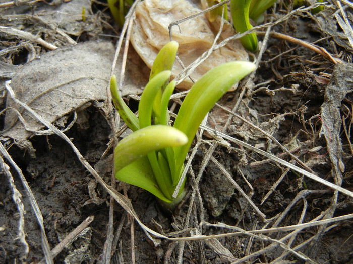 Daffodils_Narcise (2012, March 08)