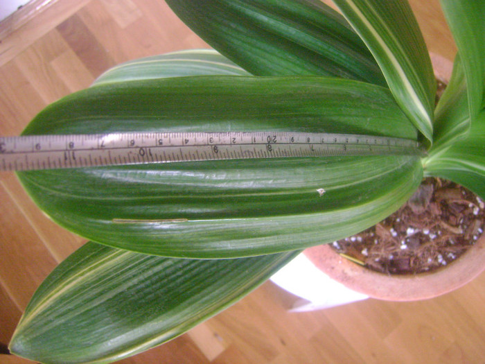 lungime frunza - Clivia Variegated Monk-Wu Jin