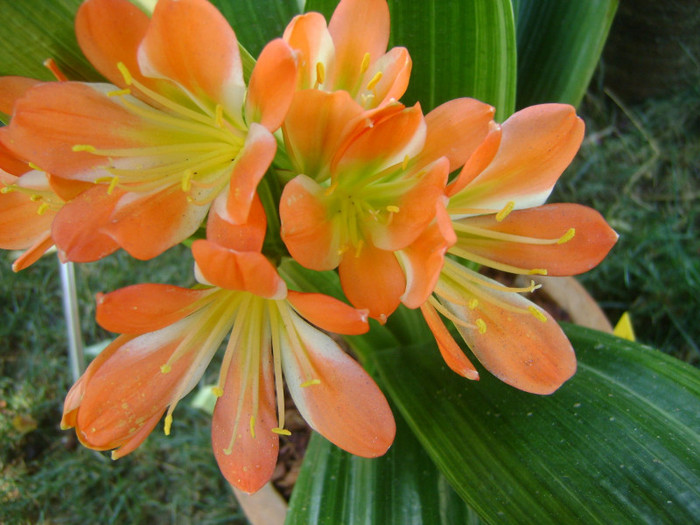 Variegated Monk (Wu Jin) - Clivia Variegated Monk-Wu Jin