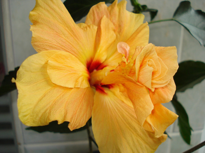 07.03.2012 - HIBISCUS 2012