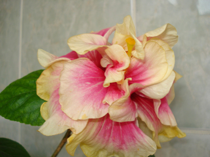 Afterglow 09.03.2012 - HIBISCUS 2012
