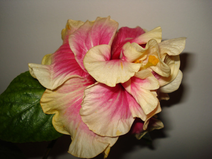 Afterglow - HIBISCUS 2012