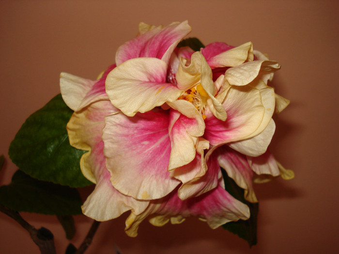 Afterglow - HIBISCUS 2012