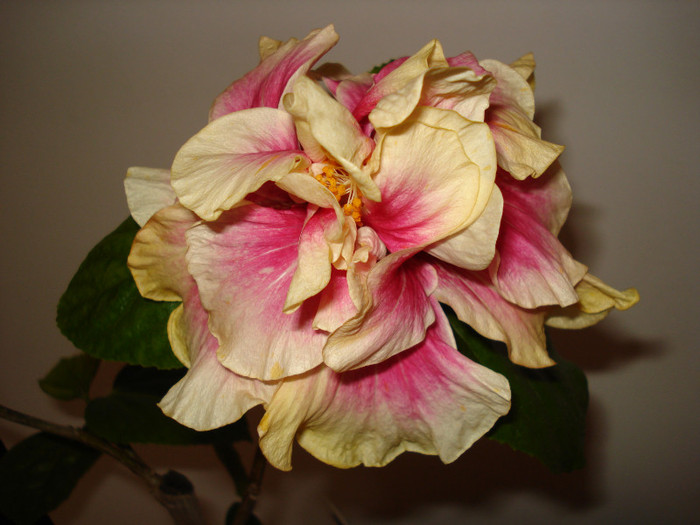 Afterglow - HIBISCUS 2012