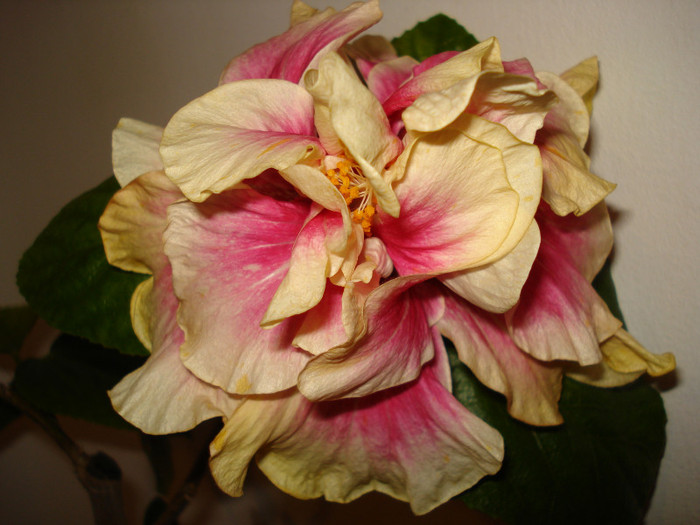 Afterglow - Hibiscus Gommer