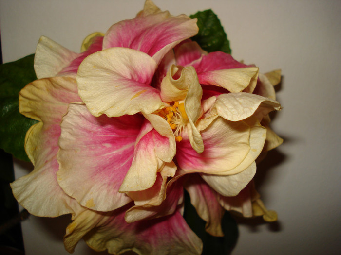 Afterglow - HIBISCUS 2012