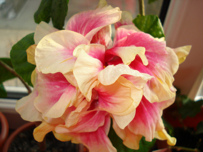 Afterglow - HIBISCUS 2012