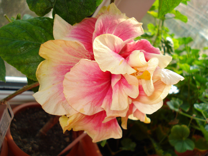 Afterglow - HIBISCUS 2012