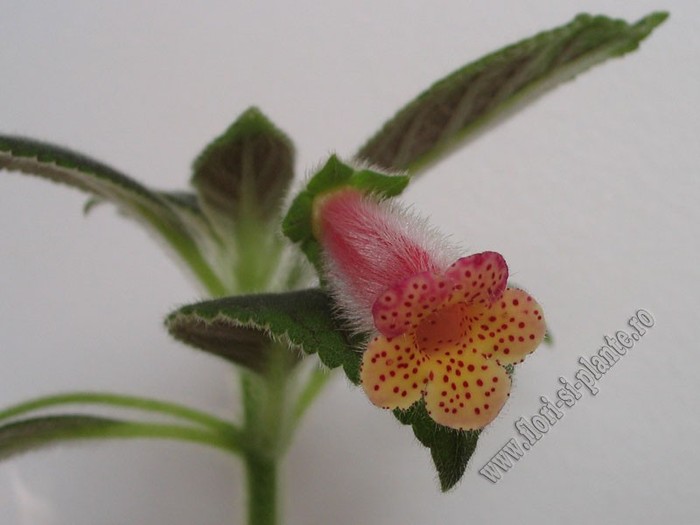 Kohleria Yf's Mika; 2012
