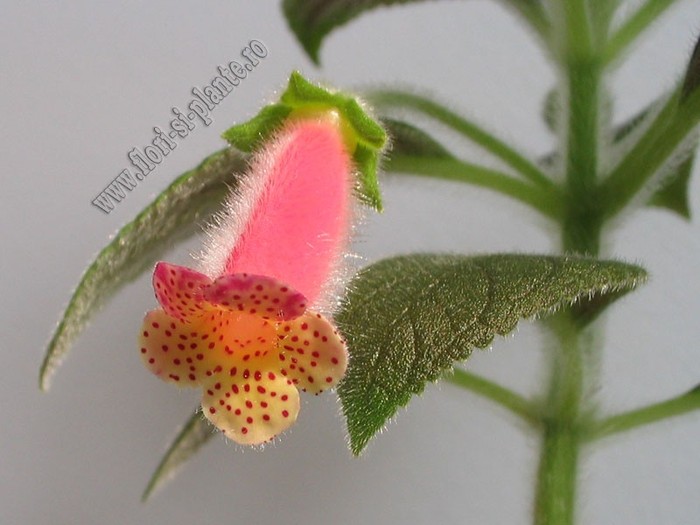 Kohleria Yfs Mika - KOHLERIA I