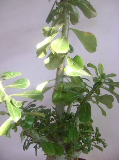 cel mai ramificat(nativ) adenium obesum - Adenium Hoya si alte plante suculente