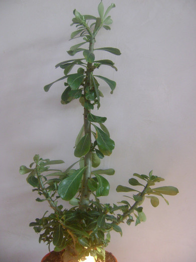 Niciodata nu l-am tuns - Adenium Hoya si alte plante suculente