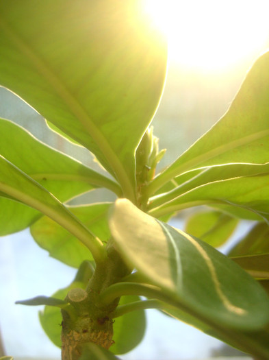 in timp ce altii.... de unde am taiat, din acelasi loc au pornit - Adenium Hoya si alte plante suculente