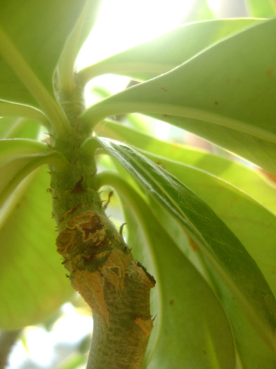 IDEM - Adenium Hoya si alte plante suculente
