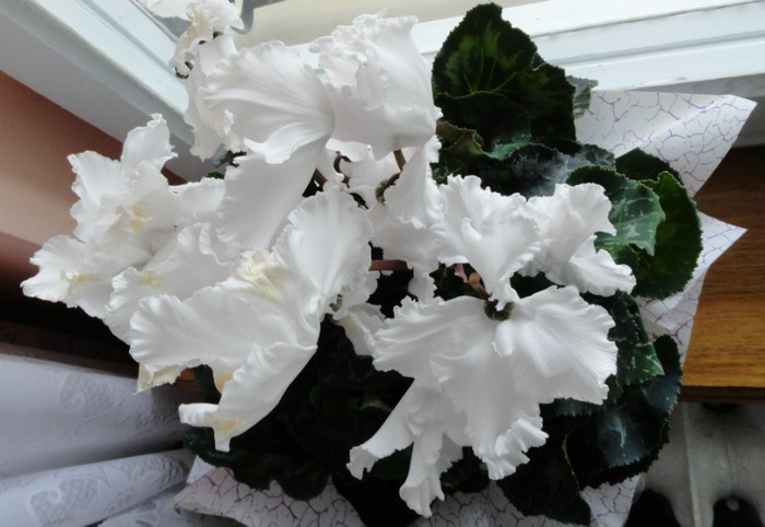 Cyclamen 'Ruffled White' (Cyclamen persicum) - Flori de martie
