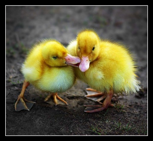 love-picture-ducks-Lab2112-love