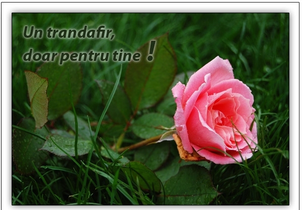 Trandafir-pentru-tine