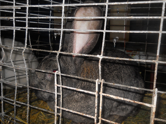 Urias german gri fier-mascul