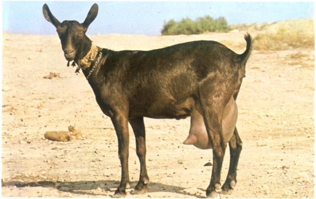 2murcianogranadina