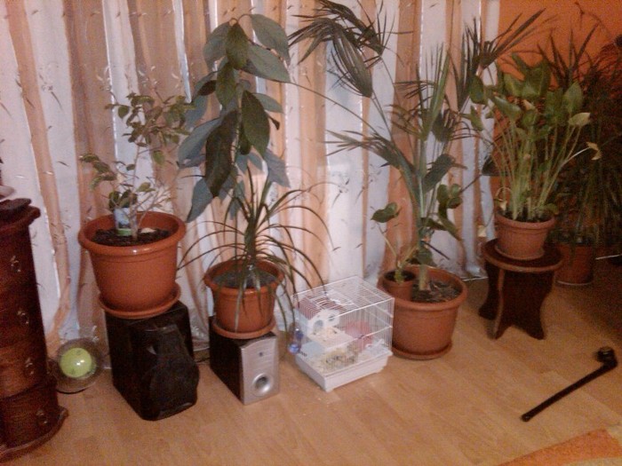 IMG00511-20120309-2053 - alte plante de interior