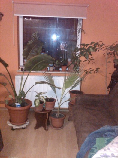IMG00512-20120309-2053 - alte plante de interior