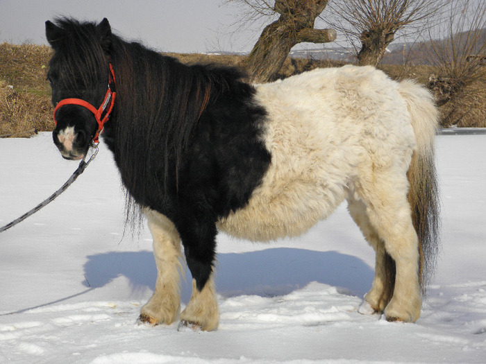 P3080699 - VANZARI PONEI 1