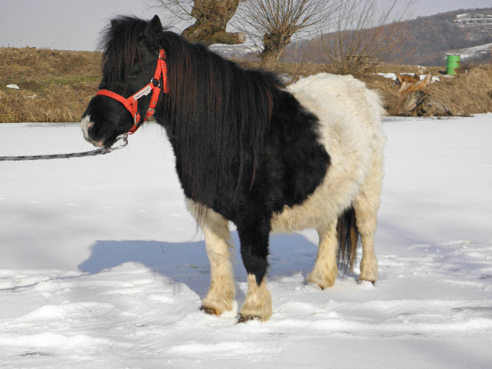 P3080701 - VANZARI PONEI 1