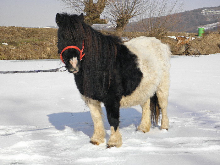 P3080702 - VANZARI PONEI 1