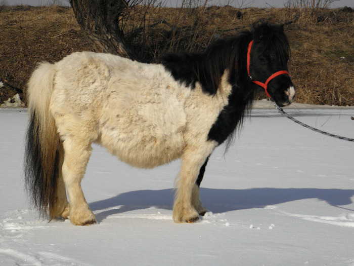 P3080707 - VANZARI PONEI 1