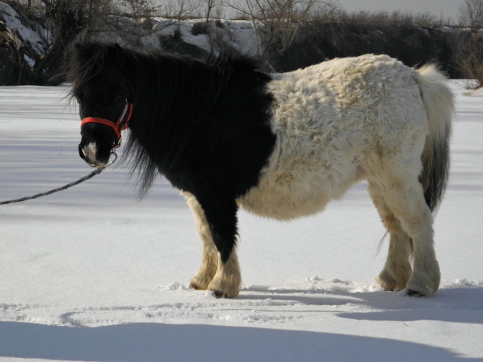 P3080710 - VANZARI PONEI 1