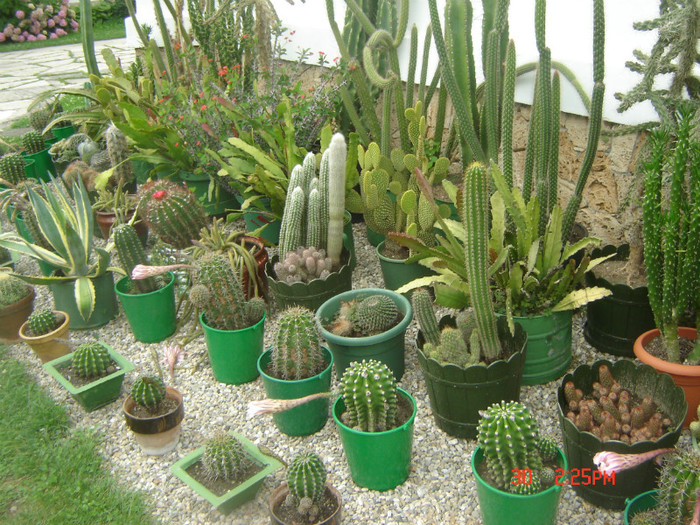 cactusi; la manastirea Tismana
