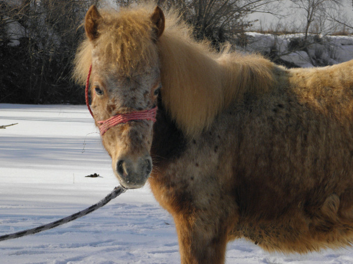 P3080735 - VANZARI PONEI 1