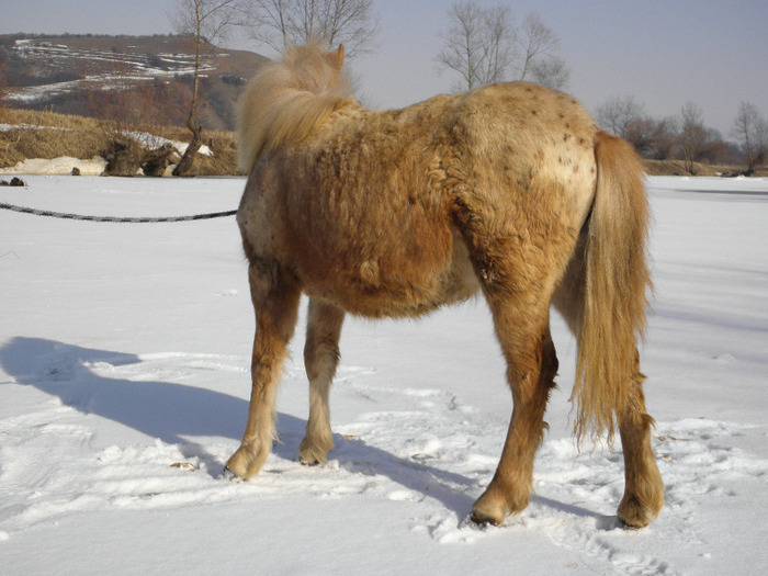 P3080714 - VANZARI PONEI 1