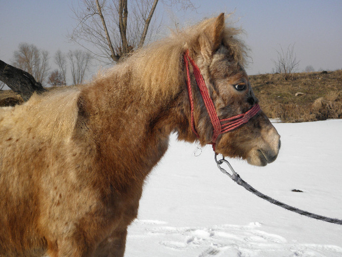 P3080722 - VANZARI PONEI 1