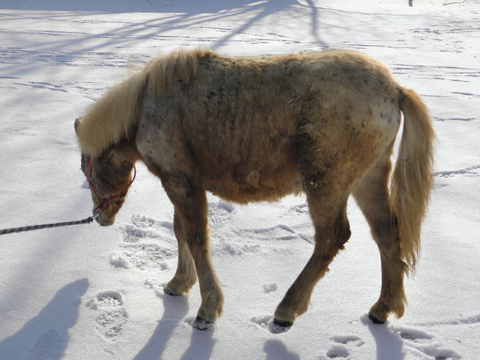 P3080725 - VANZARI PONEI 1