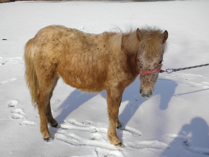 P3080726 - VANZARI PONEI 1