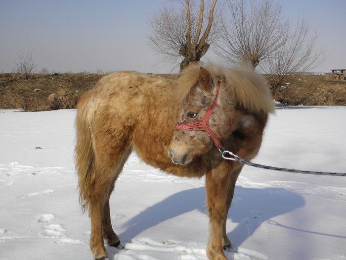 P3080727 - VANZARI PONEI 1