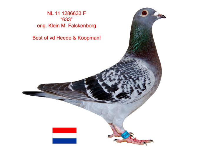 nl-11-1286633-f-iraidon-x-aline-kf7-2