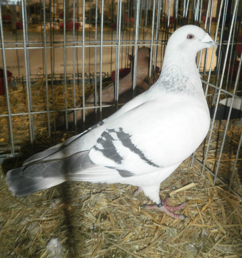 P1160138 - 2expo Vals Barcelona