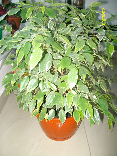 puiuti de ficus benjamin kinki - 0- Ofer - donez - schimb