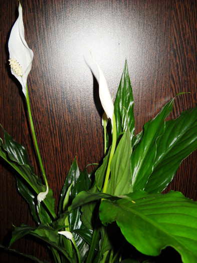 Spathiphyllum - Flori frumoase flori 2012