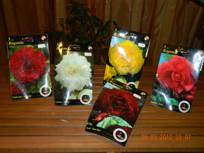 begonii